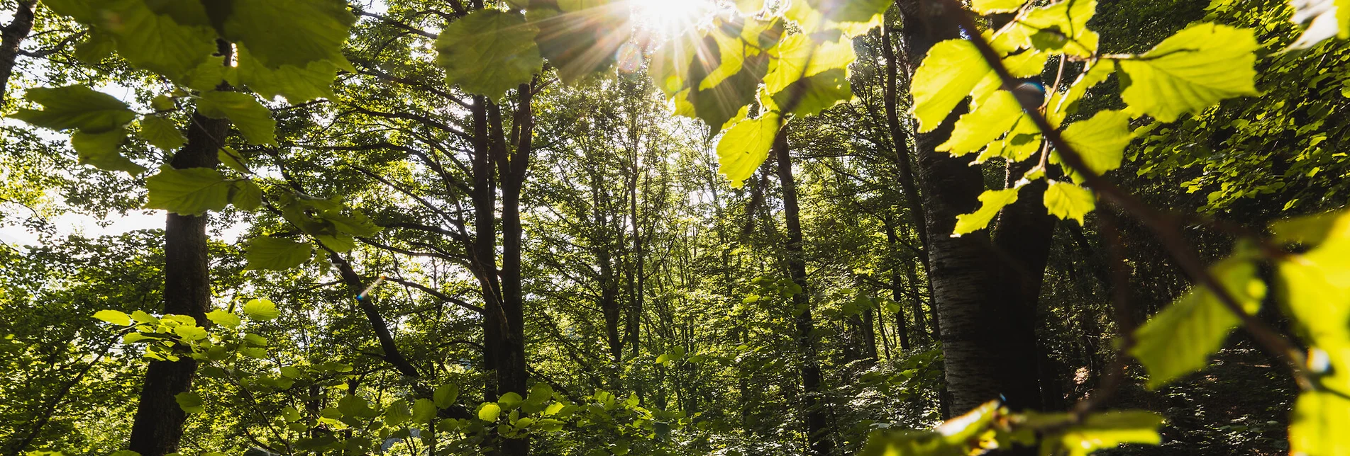Marienwaldweg_c-Thomas Sattler_TVGesaeuse_13 | © THOMAS SATTLER | Thomas Sattler