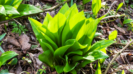 Wild garlic from the deciduous forests of the Murauen | © Thermen- & Vulkanland | Pixelmaker