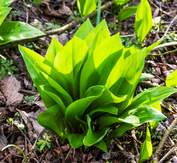 Wild garlic from the deciduous forests of the Murauen | © Thermen- & Vulkanland | Pixelmaker