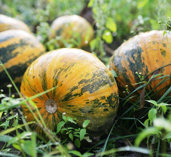 Oil pumpkins - a specialty from Styria | © Thermen- & Vulkanland | Harald Eisenberger