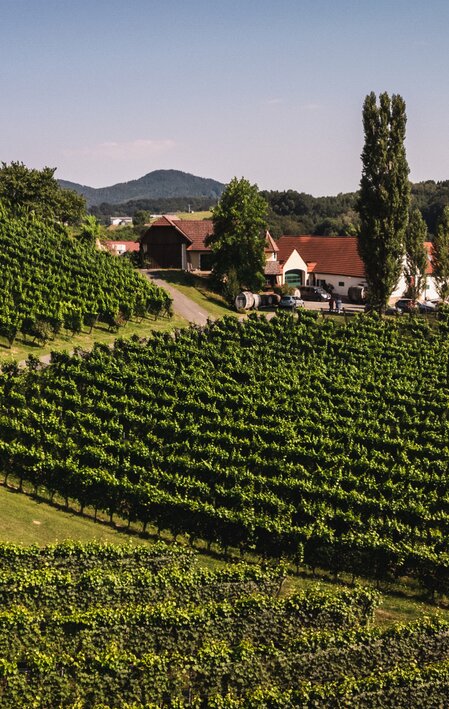 Die grünen Weinreben vor dem Weingut Hutter in Feldbach