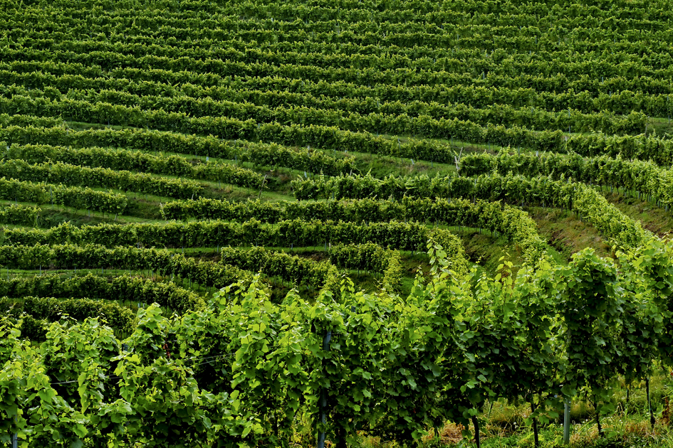 Weinreben in der Steiermark | © STG | Manfred Polansky