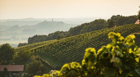 Blick über die Weingärten von Straden | © Thermen- & Vulkanland | Werner Resch