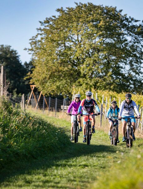 Biken Radfahren Radgruppe Weinberge Steiermark Weingarten Landschaft Natur Sonne Frühling Bewegung Freude