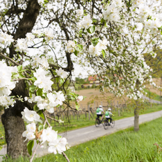 Radfahren im Frühling im Thermen- & Vulkanland: Zwei Radfahrer auf einem ruhigen Weg durch blühende Obstgärten und sanfte Hügel der Südoststeiermark.