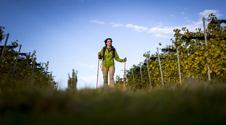 Wandern im Weinland | © Steirische Tourismus und Standortmarketing GmbH - STG | Tom Lamm