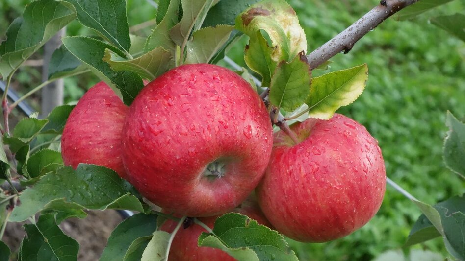Saftiger steirischer Apfel in Markt Hartmannsdorf im Thermen- & Vulkanland Steiermark | © TVB Thermen- & Vulkanland | Marktgemeinde Markt Hartmannsdorf