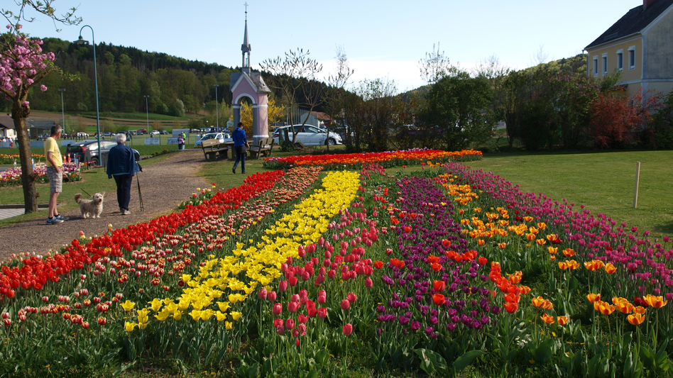 Beet mit verschiedenen bunten Tulpen | © Gemeinde Edelsbach I Johannes Suppen