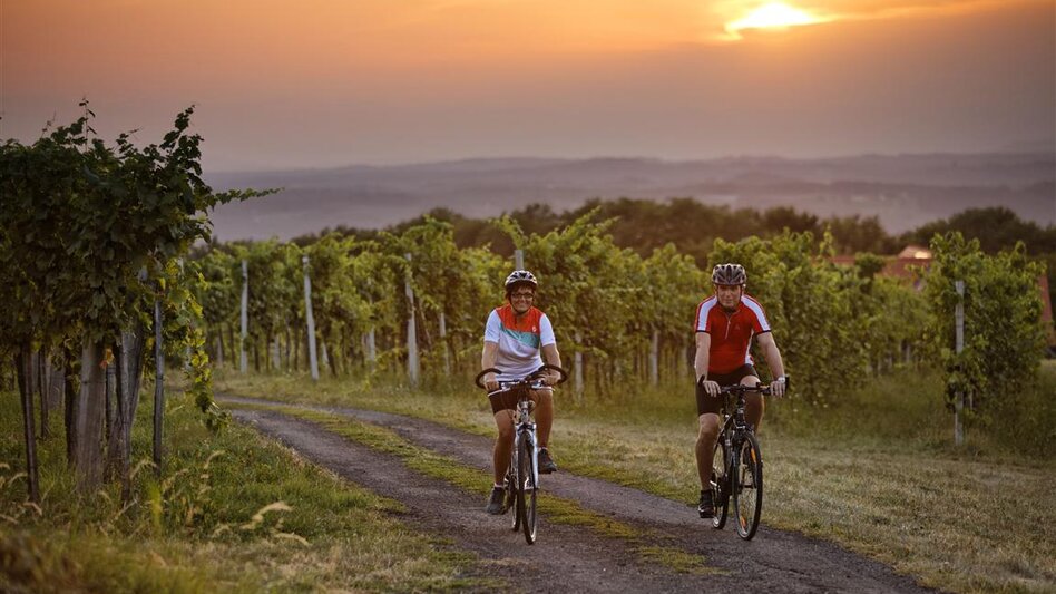 Radfahrer:innen zwischen Weingärten bei Sonnenuntergang