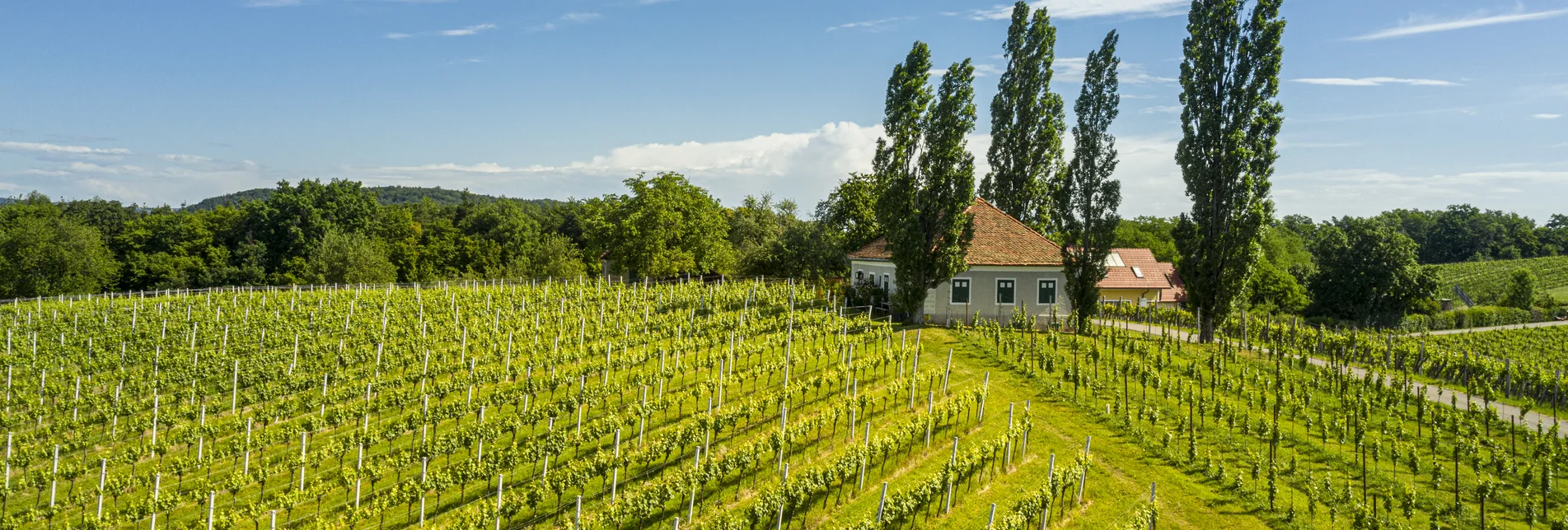 Weinwandern im Sommer | © Thermen- & Vulkanland | pixelmaker.at Weinwandern im Sommer | © Thermen- & Vulkanland | pixelmaker.at