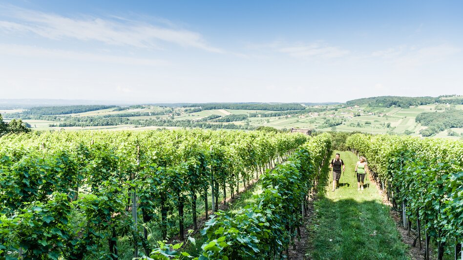 Blick auf wanderndes Pärchen im Weingarten