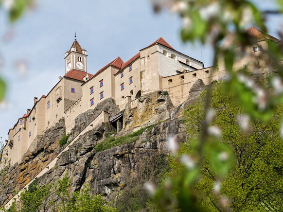 Blick auf Riegersburg durch Frühlingsblumen