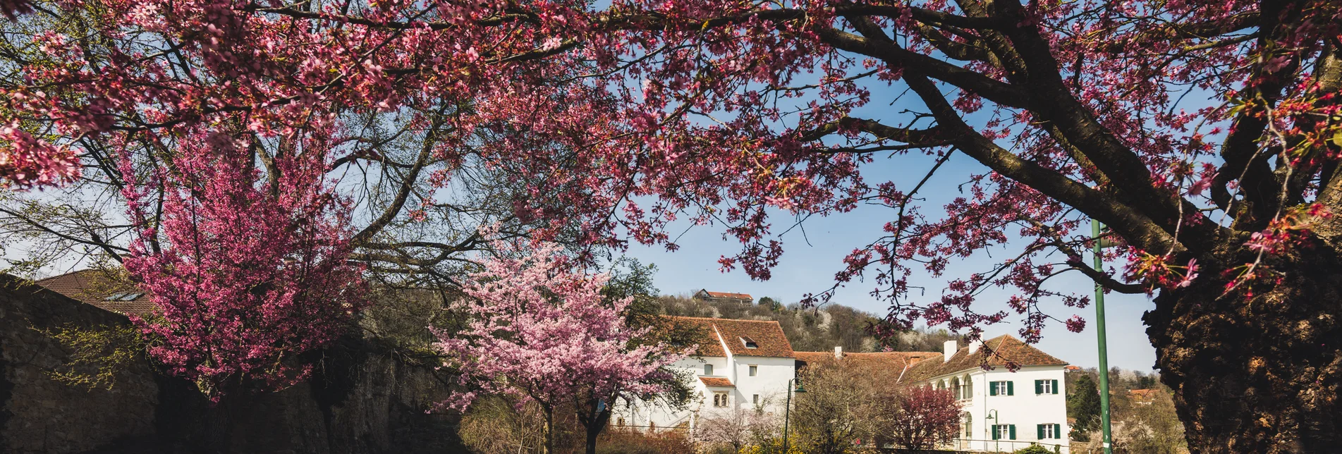 Blossoming in Hartberg Castle Park in Eastern Styria | © Oststeiermark Tourismus | Bernhard Bergmann