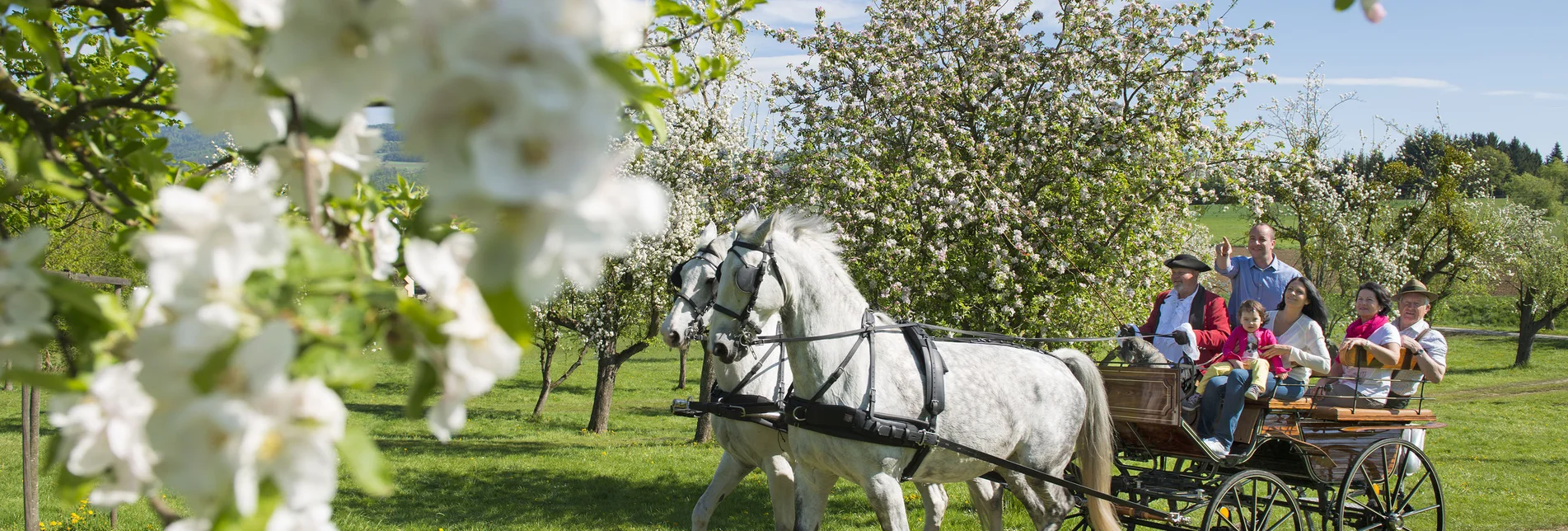 Carriage ride in apple orchard | ©  Oststeiermark Tourismus | Bernhard Bergmann