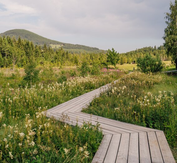 Steg am Moorlehrpfad | ©  Oststeiermark Tourismus | studio draussen | © Oststeiermark Tourismus, cmvisuals