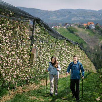 Hiking in the apple orchard in the Eastern Styria | © Oststeiermark Tourismus | die mosbachers
