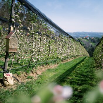 Blooming apple orchard in the Eastern Styria | © Oststeiermark Tourismus | die mosbachers