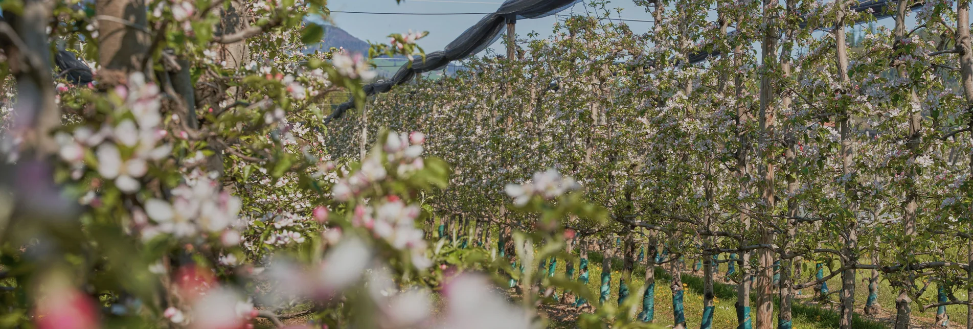 Apple orchards in Puch near Weiz | © Oststeiermark Tourismus | Markus Lang-Bichl