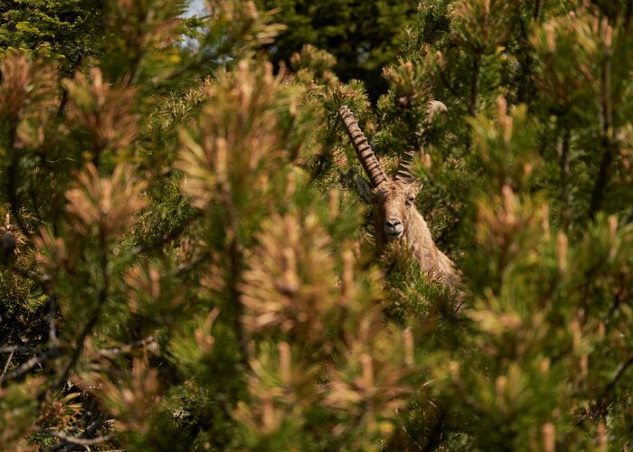 Roe deer on the Hochlantsch in the Almenland | ©  Oststeiermark Tourismus | Lang-Bichl - RKP