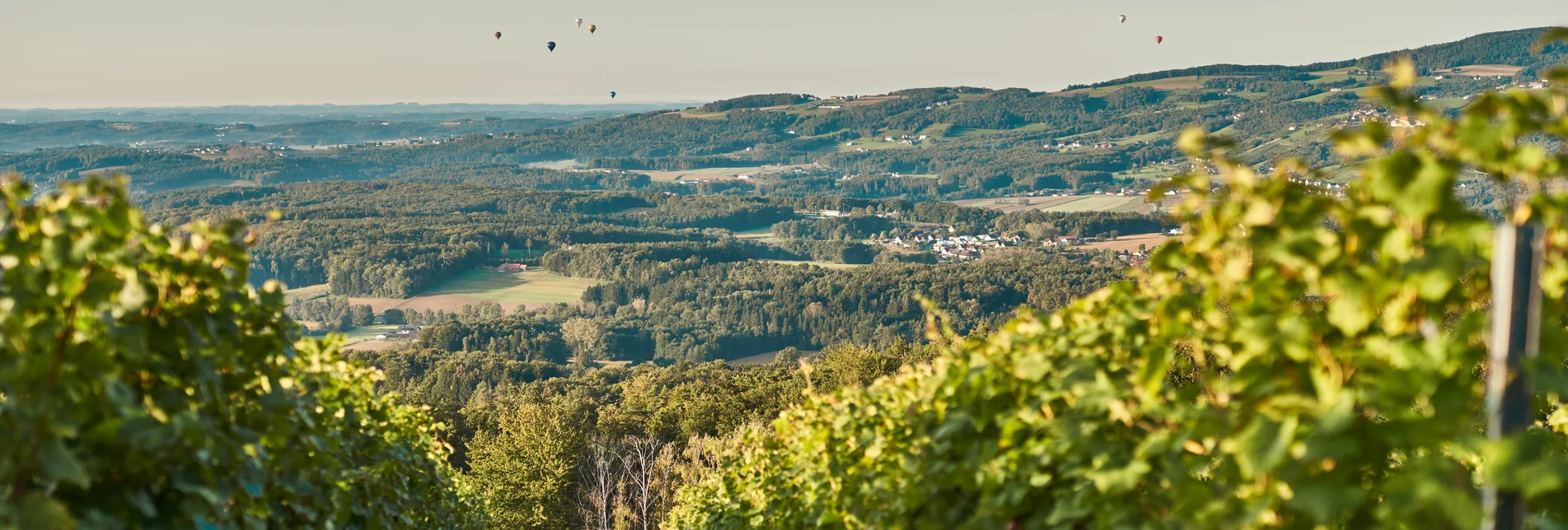 Landscape of the vineyards in Hartberg in Eastern Styria | © Oststeiermark Tourismus | Lang-Bichl - RKP