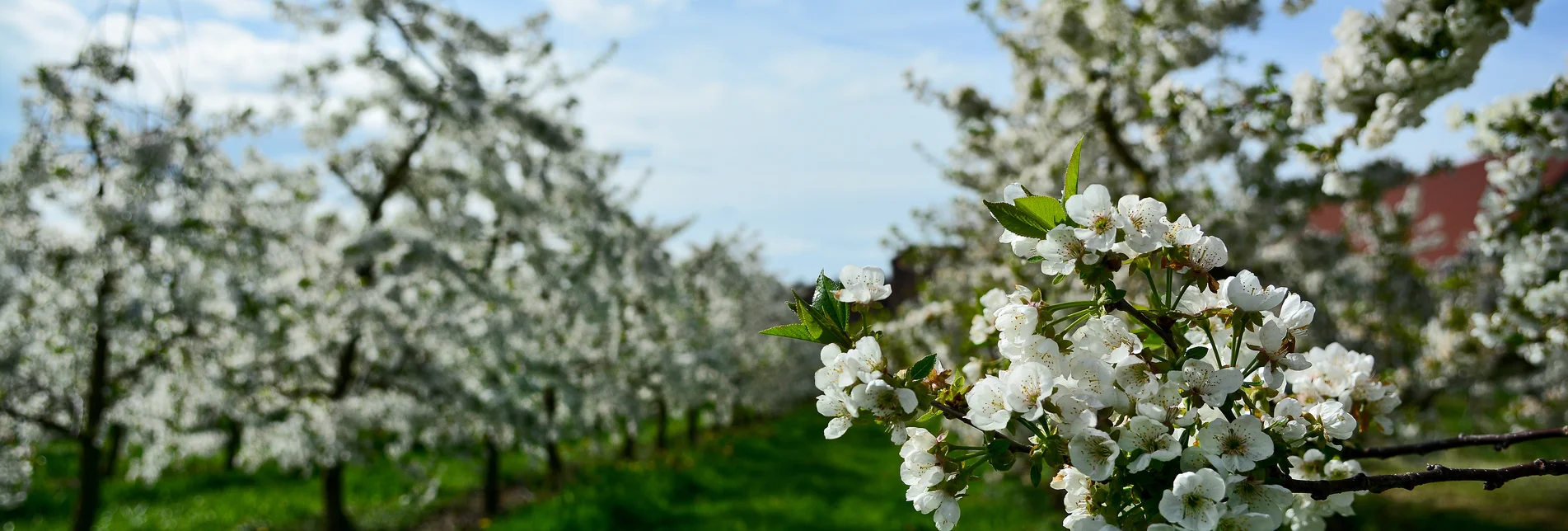Spring-like apple blossoms in Eastern Styria | ©  Oststeiermark Tourismus | Christian Strassegger