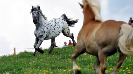Rossauslassen auf der Sommeralm, die Hengste kommen auf Sommerfrische auf die Alm und toben sich aus, 2000 Besucher wohnen der Pferdeankunft bei, Pferde, Tiere | © TV Oststeiermark | Gery Wolf