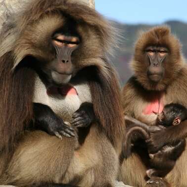 Affenfamilie in der Tierwelt Herberstein | © Tourismusverband Oststeiermark, Thomas Lipp