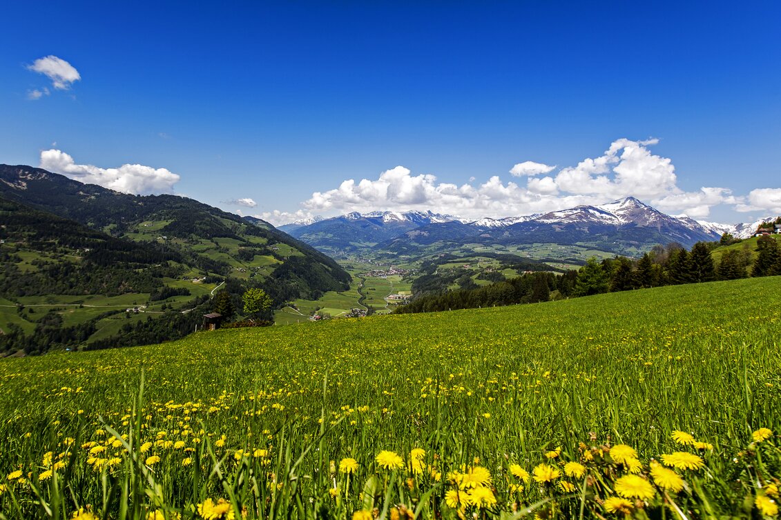 Löwenzahn auf einer Wiese und Blick auf die Berge