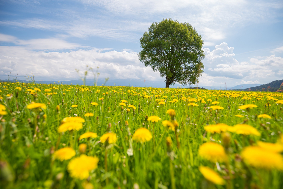 Baum Zeutschach Sommer | © TV Murau | René Hochegger