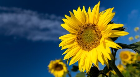 Sonnenblumen | © TV Region Graz | Harry Schiffer