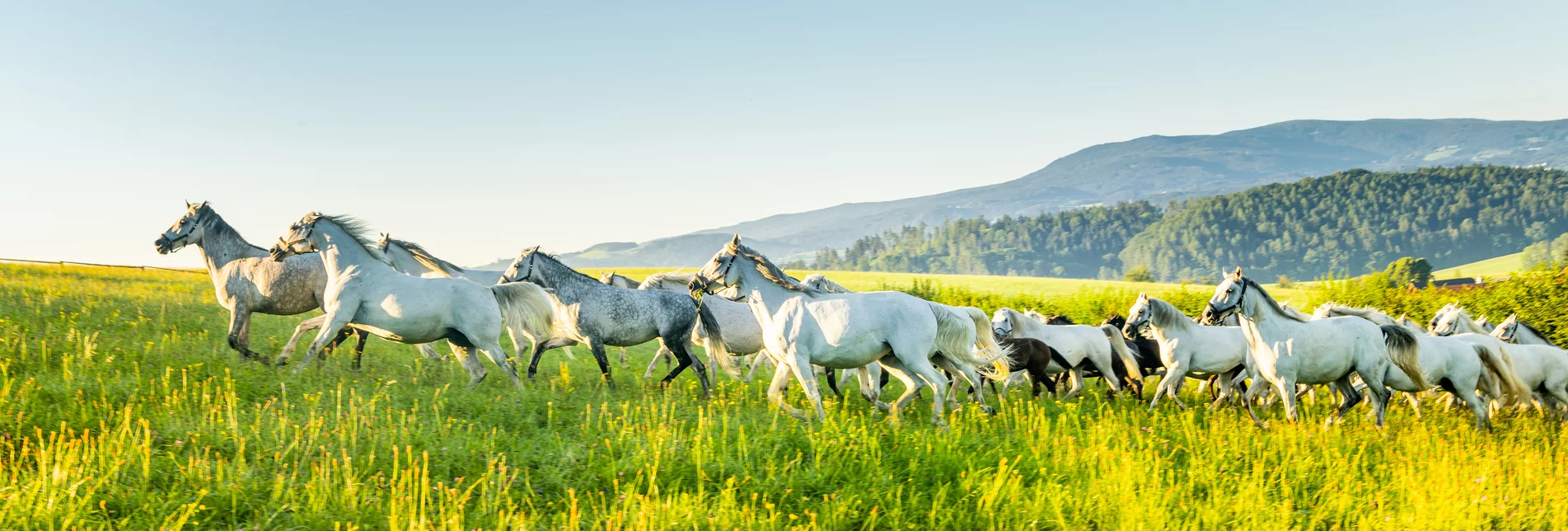 Lipizzaner herd grazing | © Die Abbilderei Sajovic&Scherr GesbR | Die Abbilderei | Lipizzanerheimat Lipizzaner herd grazing | © Die Abbilderei Sajovic&Scherr GesbR | Die Abbilderei | Lipizzanerheimat
