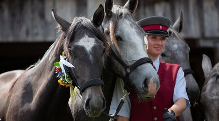 Almabtrieb Lipizzanergestüt Piber | © SHS Lipizzanergestüt Piber GöR | Sabrina Mallick | © SRS-Sabrina Mallick