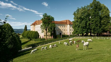 Lipizzaner Stud Piber with horses and historic estate | © Graz Region | Stefan Leitner