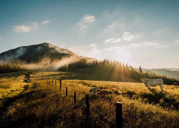 Morgenstimmung auf der Alm in der Steiermark erleben | © Region Graz | Tom Kozissnik