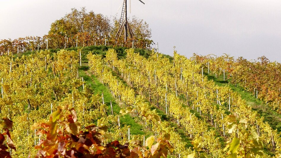Blick auf den Klapotetz im herbstlich verfärbten Weingarten