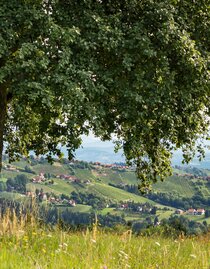 Die Weingärten von Hochgrail in St. Stefan ob Stainz