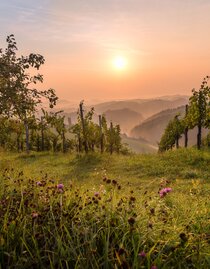 Sommerlicher Weingarten mit Sommerblumen und einem Apfelbaum im Vordergrund