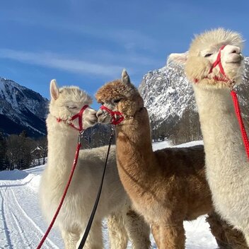 Alpaka Wanderung im Winter