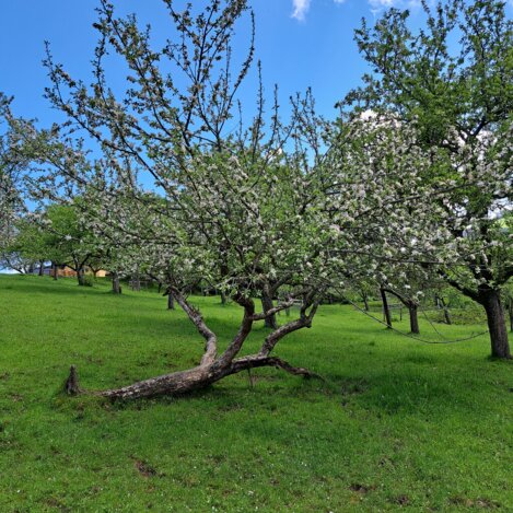 Kühbrein - Applegarden | © Erlebnisregion Murtal | Erlebnisregion Murtal