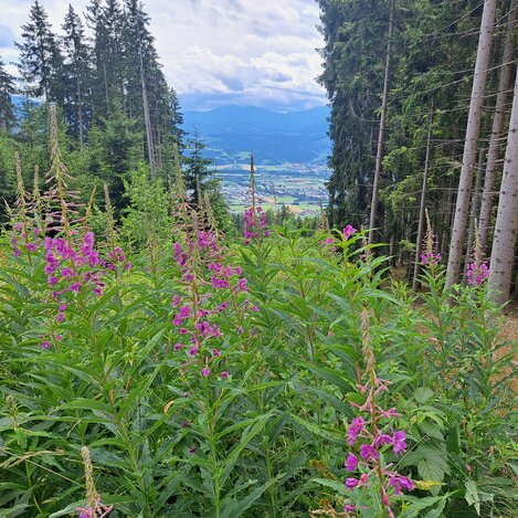 Tower in the Mountains | © Erlebnisregion Murtal | Erlebnisregion Murtal