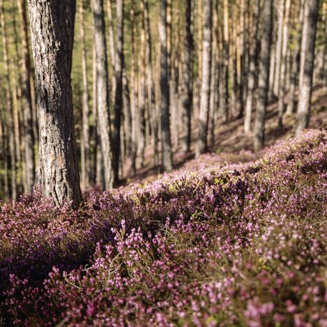 Erika blossom | © Erlebnisregion Murtal |  Karl Steinegger