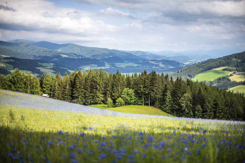 Kornblume Obdacherland | © Anita Fössl  | TV Murtal
