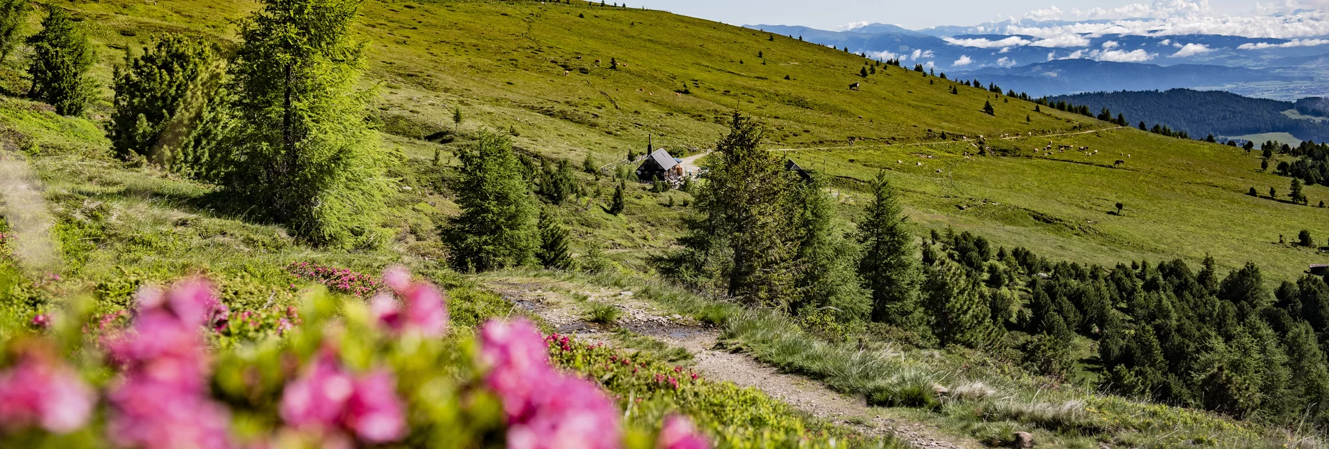 Almrauschblüte | © Erlebnisregion Murtal | Anita Foessl