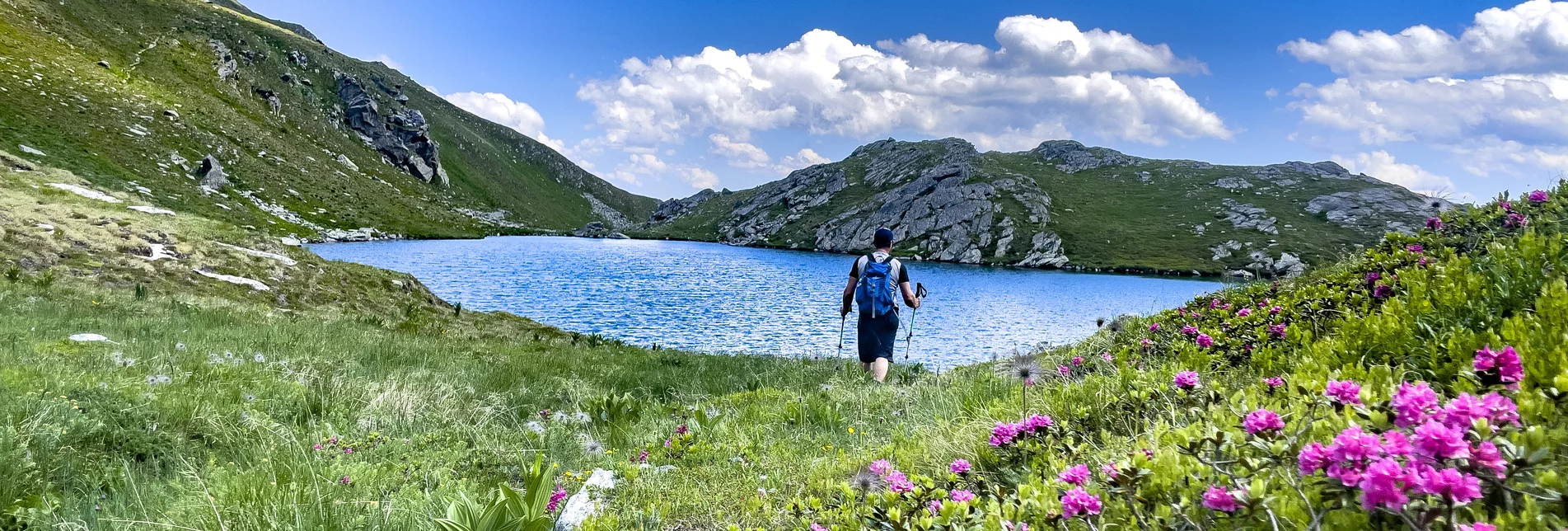 Wandern- Almrauschblüte | © Anita Fössl  | TV Murtal