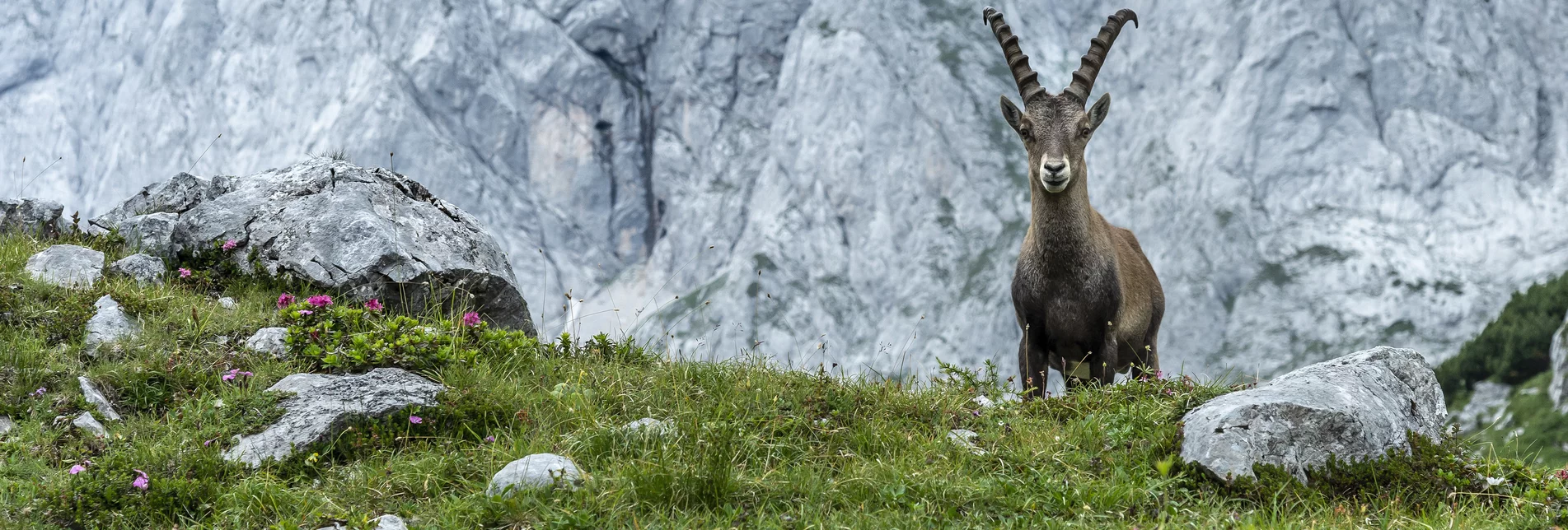 Bock schauen | © TV Hochsteiermark | Pixelmaker