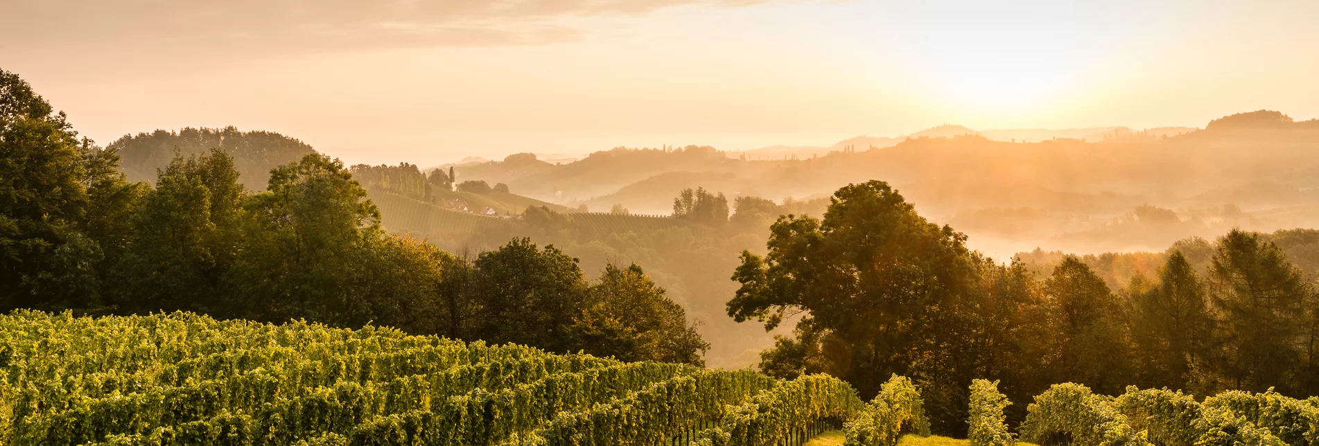 Landschaft mit Weinreben | pixelmaker.at