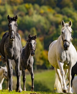 PIBER HERBST 2021 | © Spanische Hofreitschule - Lipizzanergestüt Piber | Rene van Bakel