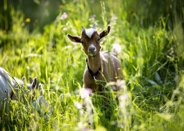 Eine Schönheit im Grünen | © Steiermark Tourismus / Tom Lamm | Tom Lamm