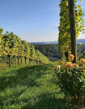 Ausblick in die Weinberge, Gleisdorf in der Oststeiermark | Christine Pollhammer | © Oststeiermark Tourismus