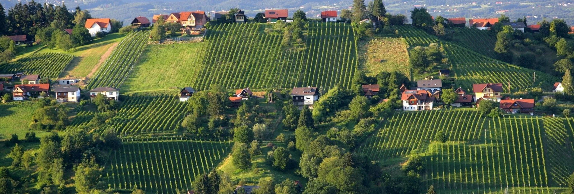 Hiking route Buschenschankweg Bad Schwanberg (kleine Runde) - Touren-Impression #1 | © Steiermark Tourismus/Harry Schiffer